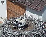 Capi_Dubne_20260624_111604.jpg