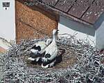 Capi_Dubne_20260624_111703.jpg