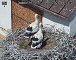 Capi_Dubne_20260624_112104.jpg