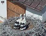 Capi_Dubne_20260624_112904.jpg