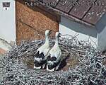 Capi_Dubne_20260624_113004.jpg