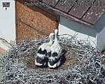 Capi_Dubne_20260624_113103.jpg