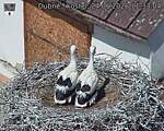 Capi_Dubne_20260624_113304.jpg