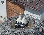 Capi_Dubne_20260624_113505.jpg