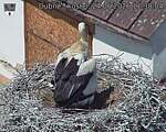 Capi_Dubne_20260624_113804.jpg