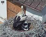 Capi_Dubne_20260624_114005.jpg