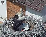 Capi_Dubne_20260624_114204.jpg