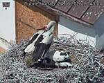 Capi_Dubne_20260624_114304.jpg