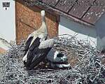 Capi_Dubne_20260624_114604.jpg