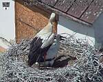 Capi_Dubne_20260624_120004.jpg