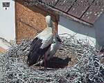 Capi_Dubne_20260624_120403.jpg