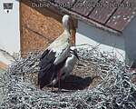 Capi_Dubne_20260624_120603.jpg