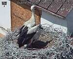 Capi_Dubne_20260624_120803.jpg