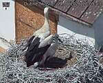 Capi_Dubne_20260624_120903.jpg