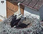 Capi_Dubne_20260624_121005.jpg