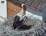 Capi_Dubne_20260624_121103.jpg