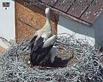 Capi_Dubne_20260624_121204.jpg