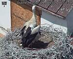 Capi_Dubne_20260624_121404.jpg