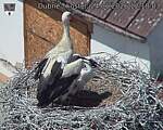 Capi_Dubne_20260624_121803.jpg