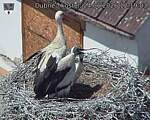 Capi_Dubne_20260624_121903.jpg