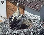 Capi_Dubne_20260624_122003.jpg