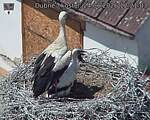 Capi_Dubne_20260624_122103.jpg