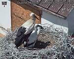 Capi_Dubne_20260624_122305.jpg