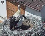 Capi_Dubne_20260624_122404.jpg