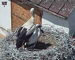 Capi_Dubne_20260624_122503.jpg