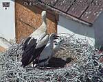 Capi_Dubne_20260624_122604.jpg