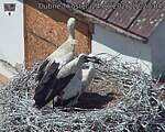 Capi_Dubne_20260624_122704.jpg