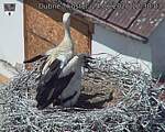 Capi_Dubne_20260624_123003.jpg