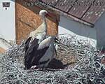 Capi_Dubne_20260624_123205.jpg
