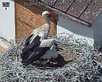 Capi_Dubne_20260624_123304.jpg
