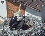 Capi_Dubne_20260624_123403.jpg