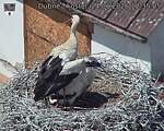 Capi_Dubne_20260624_123505.jpg