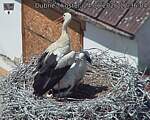 Capi_Dubne_20260624_123604.jpg
