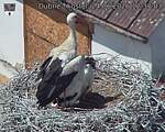 Capi_Dubne_20260624_123703.jpg
