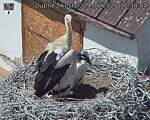 Capi_Dubne_20260624_123804.jpg