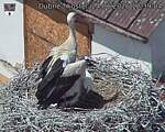 Capi_Dubne_20260624_123904.jpg