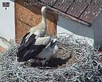 Capi_Dubne_20260624_124005.jpg