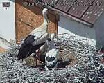 Capi_Dubne_20260624_124305.jpg