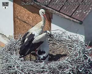 Capi_Dubne_20260624_124504.jpg (1350&nbsp;x&nbsp;1080)