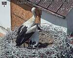Capi_Dubne_20260624_124604.jpg