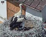 Capi_Dubne_20260624_124704.jpg