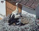 Capi_Dubne_20260624_124804.jpg