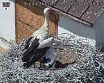 Capi_Dubne_20260624_124905.jpg