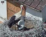 Capi_Dubne_20260624_125004.jpg