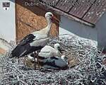 Capi_Dubne_20260624_125204.jpg