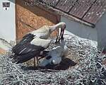 Capi_Dubne_20260624_125603.jpg